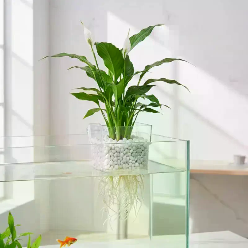 Copo para Plantas Aquáticas de - Aquarium Plant Roots avaliação e preço