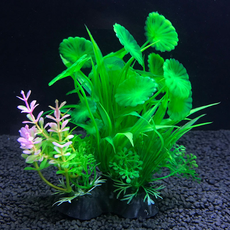 Decoração de aquário uma varie - Aquarium Plant Varieties avaliação e preço