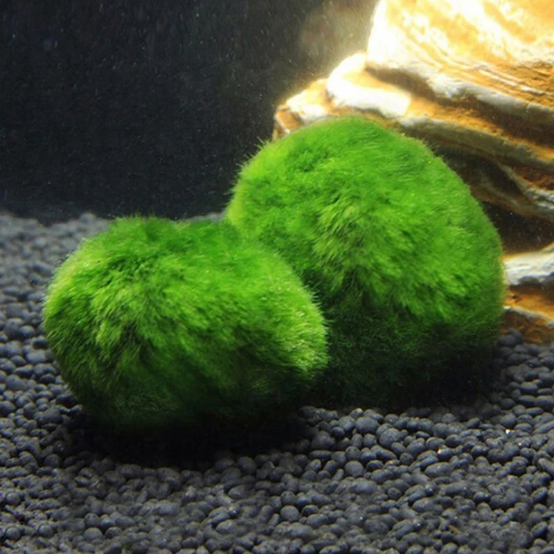 1 Peça de Bolas de Musgo de 3- - Aquarium Planted Tank Substrate avaliação e preço