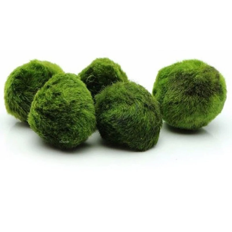 1 Peça de Bolas de Musgo de 3- - Aquarium Planted Tank Substrate avaliação e preço