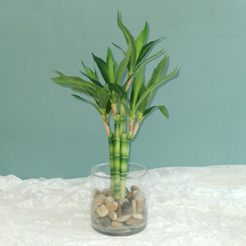 Nova Planta Artificial de Bamb - Aquarium Plant Display avaliação e preço