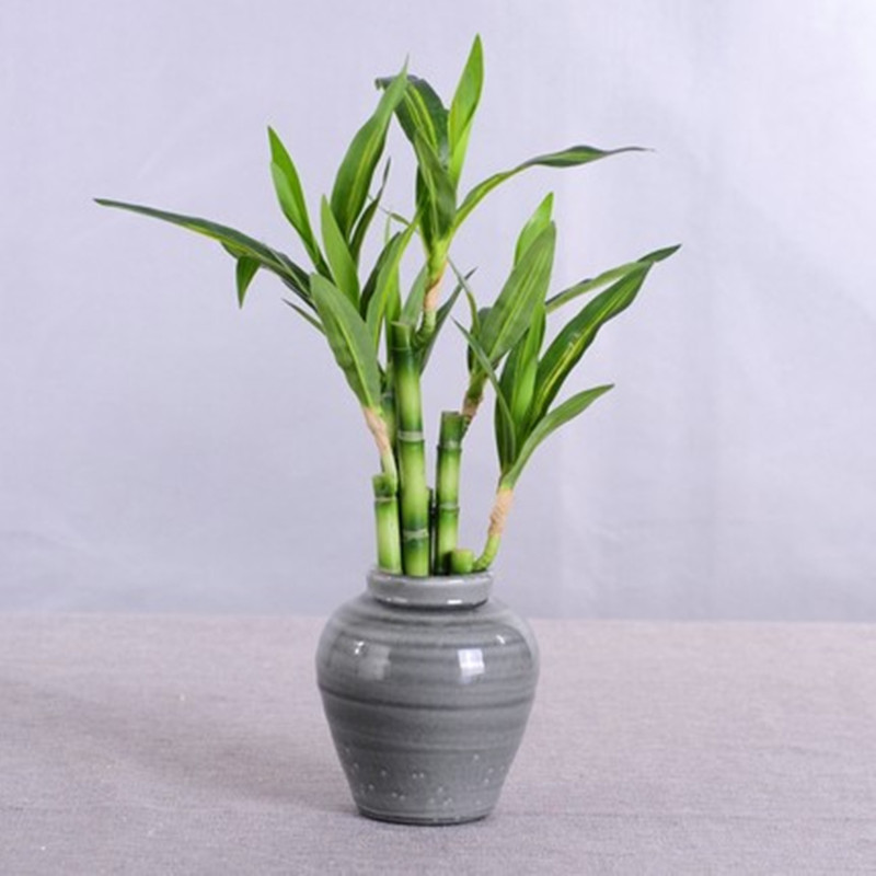 Nova Planta Artificial de Bamb - Aquarium Plant Display avaliação e preço