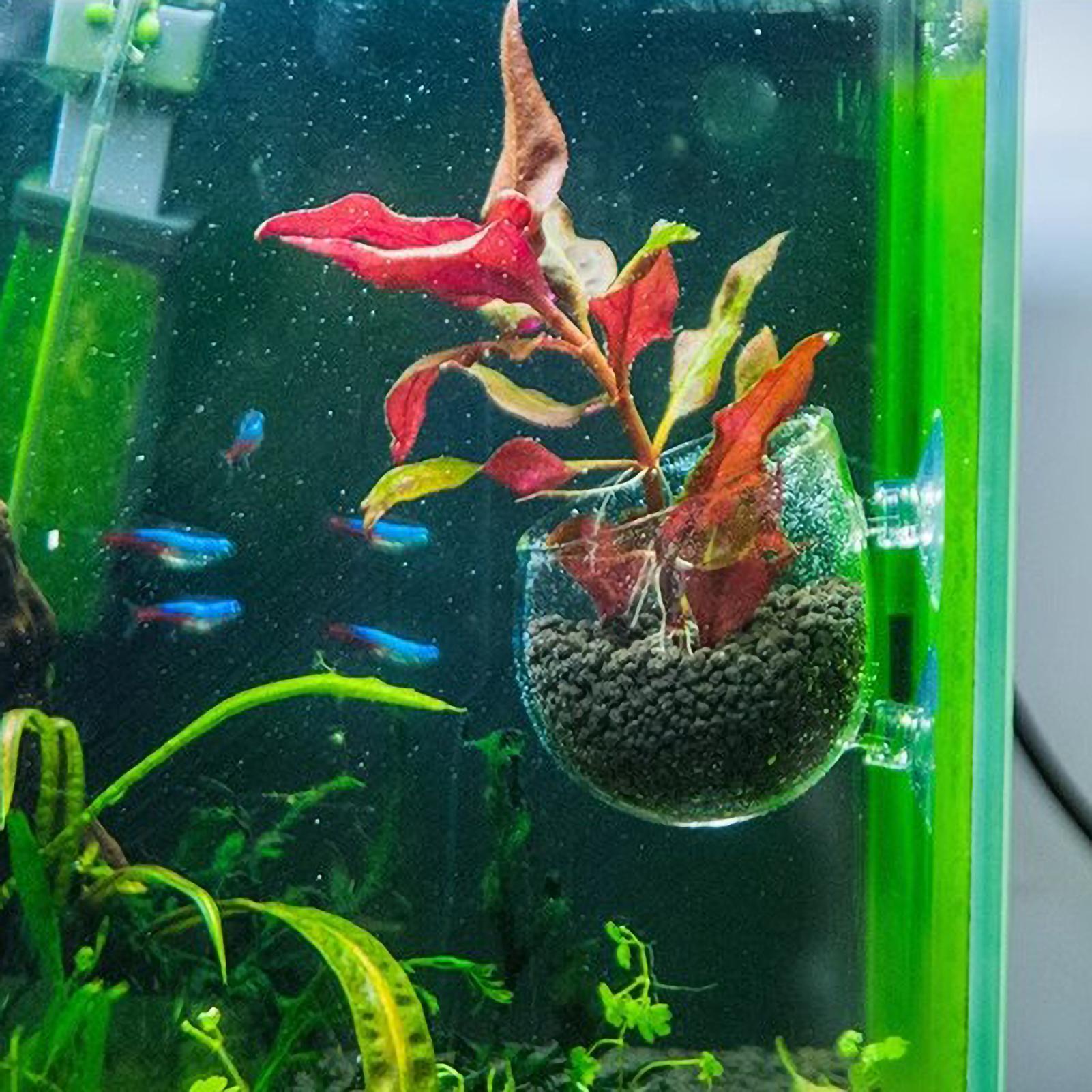 Suporte de Plantas para Aquári - Aquarium Planted Tank Substrate avaliação e preço