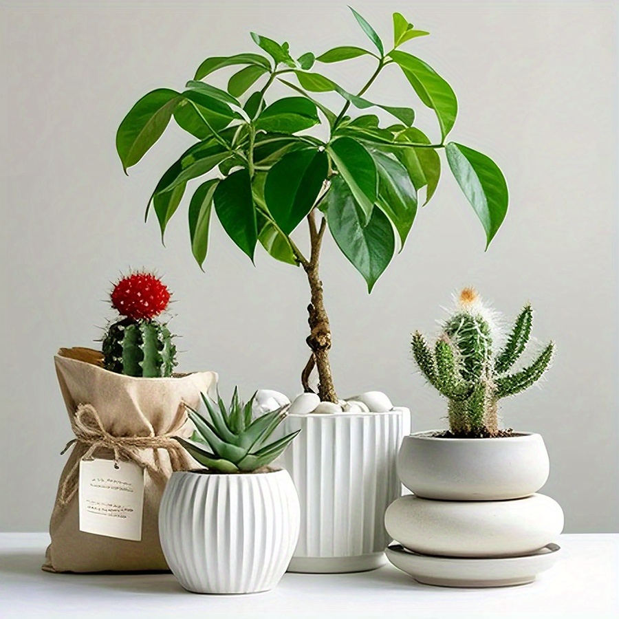 200/400g branco alto polido se - Aquarium Plant Display avaliação e preço