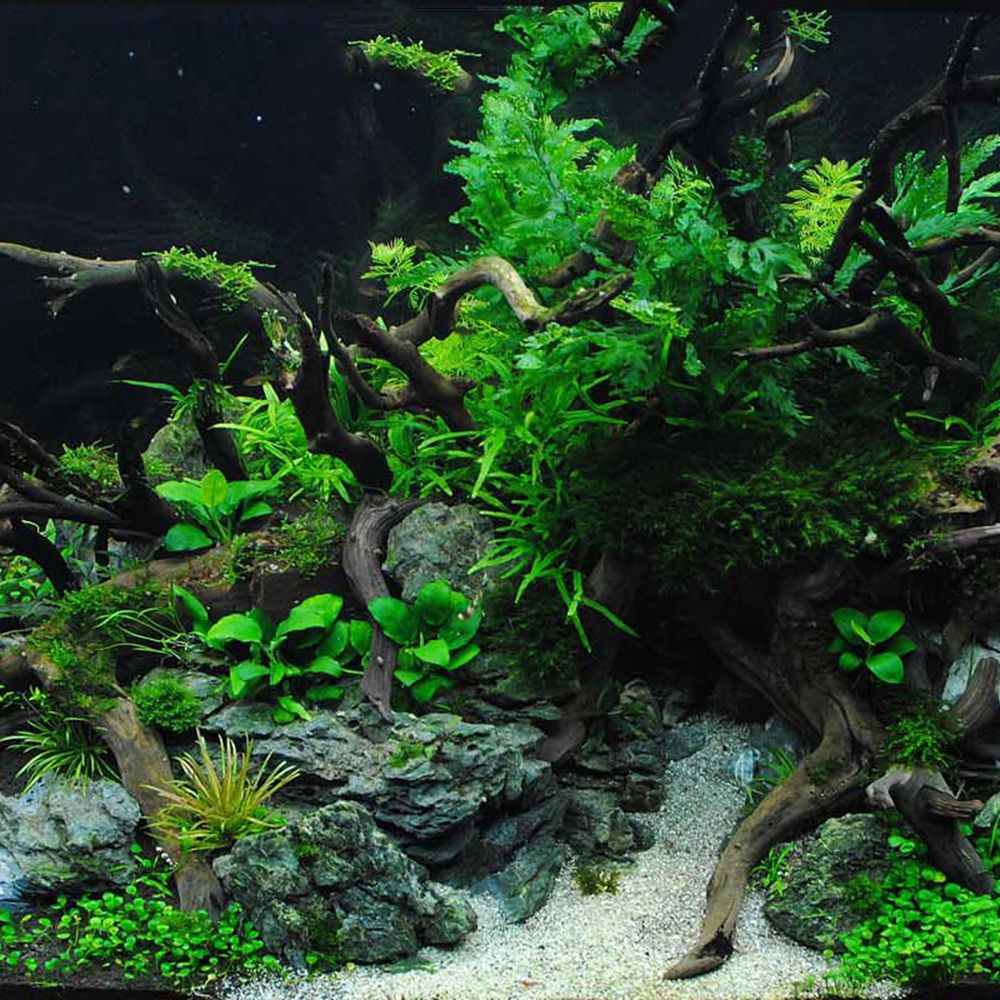 Madeira n1n paisagismo decoraç - Aquarium Plant Roots avaliação e preço