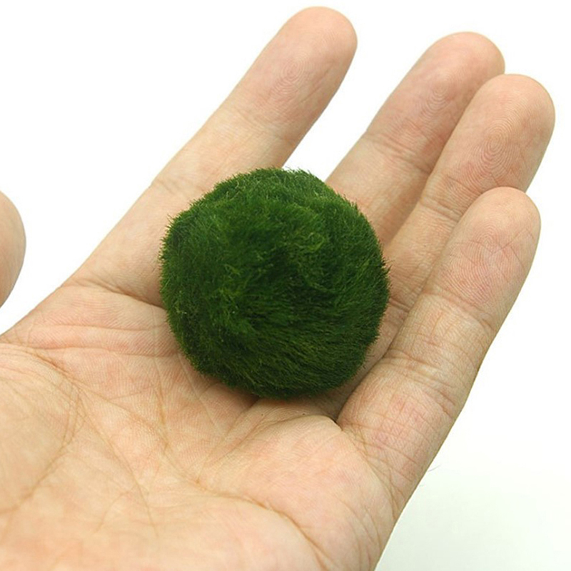 Marimo musgo bolas ao vivo aqu - Aquarium Planted Tank Substrate avaliação e preço