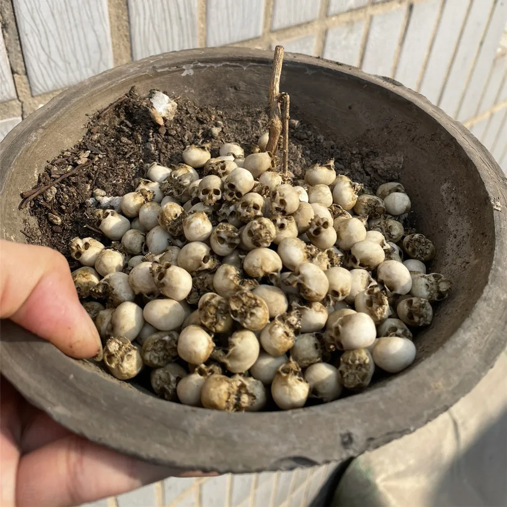 Mini crânio modelo em miniatur - Aquarium Plant Display avaliação e preço