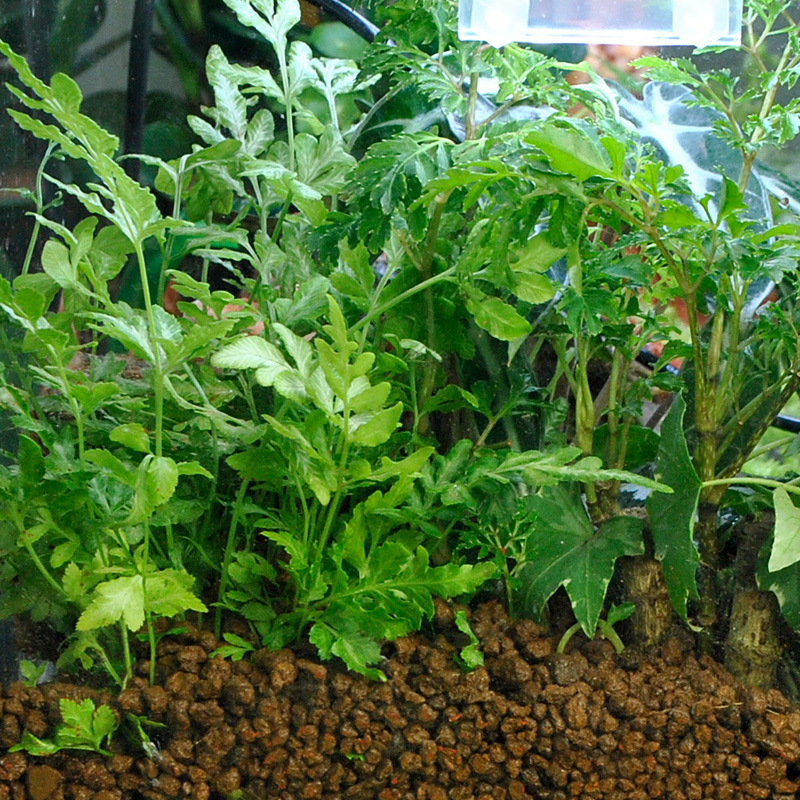 WAJABABY Akadama Soil - Argila - Aquasoil Substrate avaliação e preço