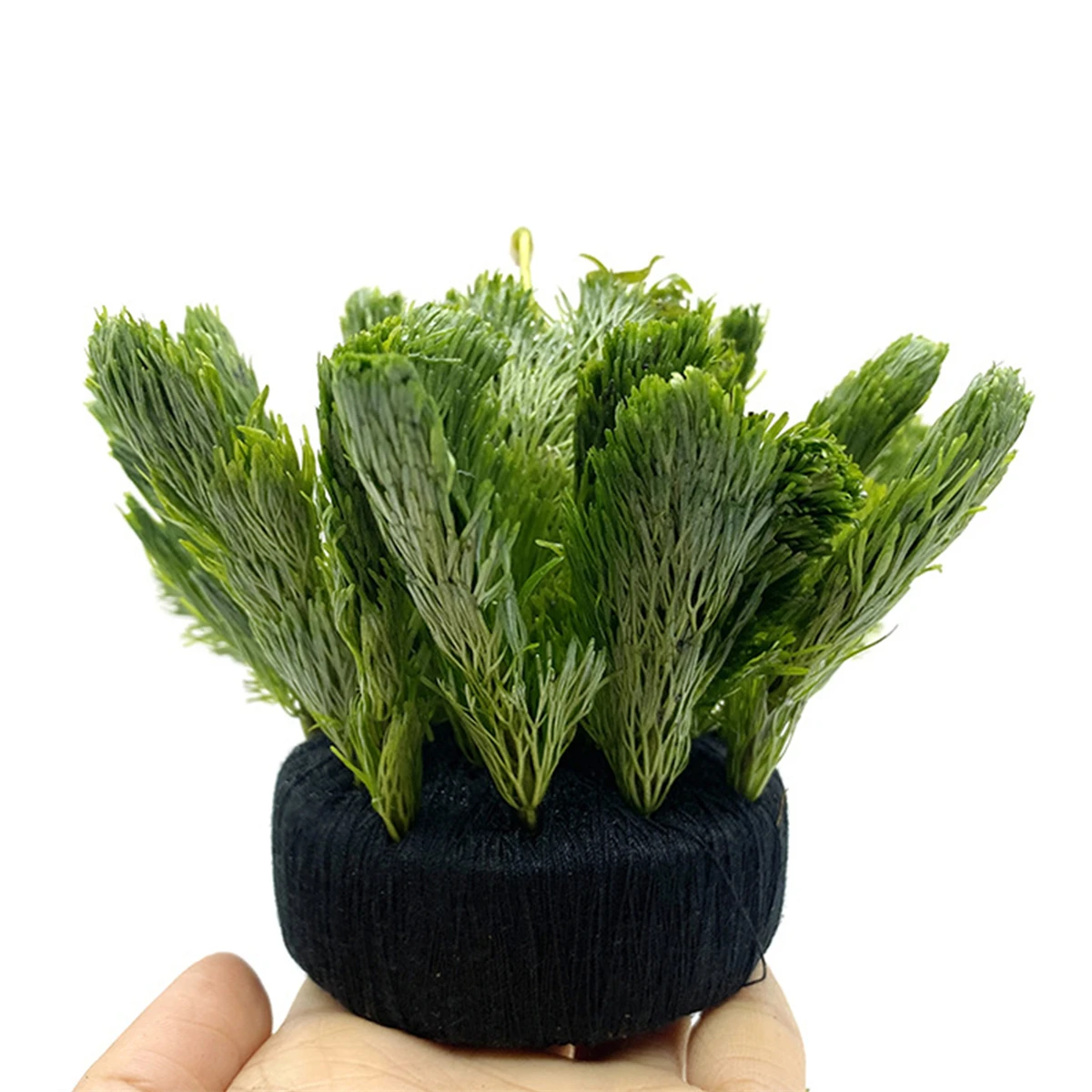 5 pçs preto tanque de peixes á - Aquarium Planted Tank Substrate avaliação e preço